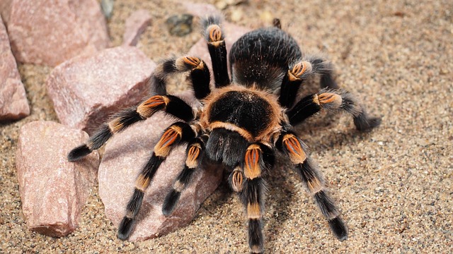 La tarantule La tarantule
